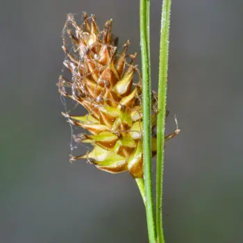 Carex hostiana (3 de 5)