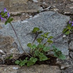 Lamium amplexicaule