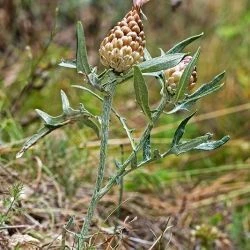 Leuzea conifera