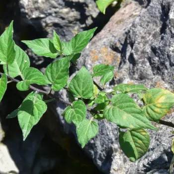 Solanum dulcamara (2 de 2)