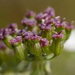 Fotografía Laserpitium prutenicum subsp. dufourianum (3 de 3)