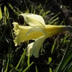 Narcissus pseudonarcissus L. subsp. pallidiflorus (2 de 3) 
