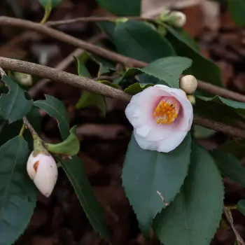 Camellia rosiflora 'Cascade'