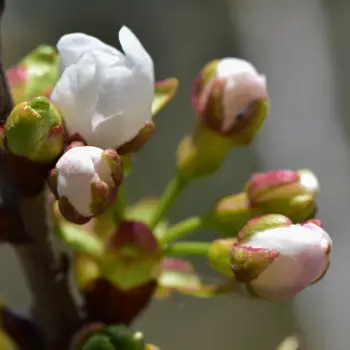 Prunus cerasus 'Reina Hortensia' (3 de 3)