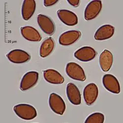 Panaeolus fimicola (Pers.) Gillet (2 de 3)