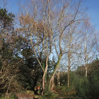 Salix atrocinerea (6 de 6)