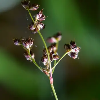 Fotografía Luzula sylvatica subsp. henriquesii (4 de 5)