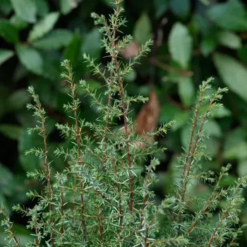 Juniperus communis subsp. communis (2 de 2)