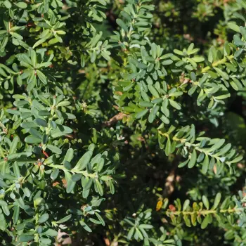 Podocarpus lawrenci 