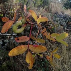 Pistacia terebinthus
