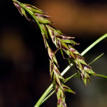 Carex brachystachys (6 de 6)