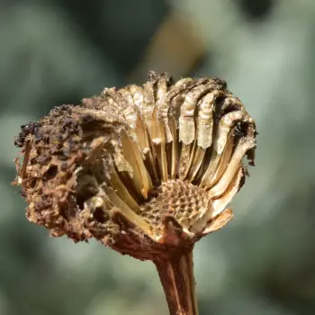 Santolina chamaecyparissus (2 de 4)