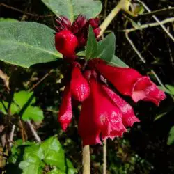 Arbusto flor roja (1 de 2)