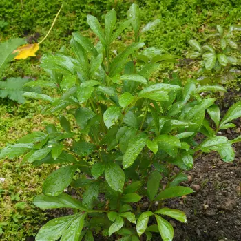 Paeonia lactiflora (1 de 3)