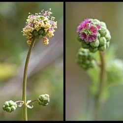 Poterium sanguisorba subsp. sanguisorba