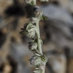 Artemisia assoana (3 de 3)
