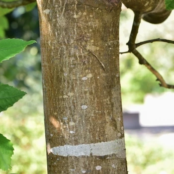 Castanea crenata (1 de 3)