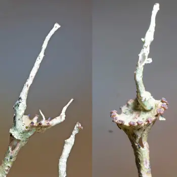 Cladonia macroceras (Delise) Hav. (6 de 6)