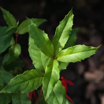 Fuchsia regia subsp. reitzii
