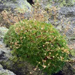 Fotografía Saxifraga pentadactylis subsp. willkommiana (2 de 3)