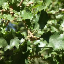 Fotografía Quercus faginea (2 de 3)