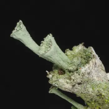 Cladonia cervicornis (2 de 3)