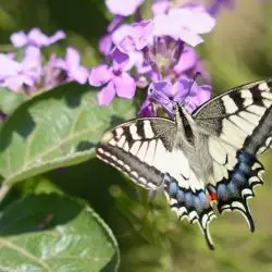 Papilio machaon (3 de 3)