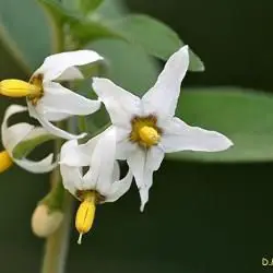 Fotografía Solanum nigrum (1 de 3)