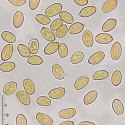 Fotografía Pholiotina sulcata var. sulcata Arnolds & Hauskn. (2 de 3)