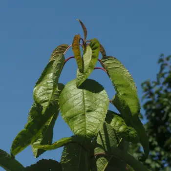 Prunus avium 'Burlat' (1 de 4)