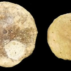 Nummulites millecaput