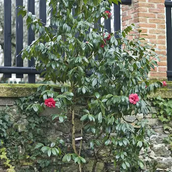 Camellia japonica 'General Leclerc' (1 de 2)