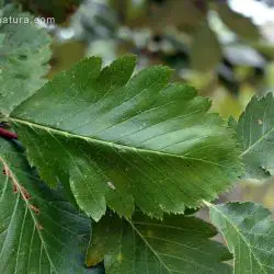 Fotografía Sorbus intermedia (1 de 2)