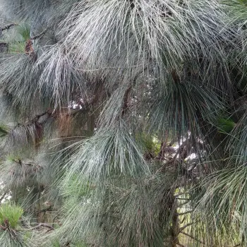 Pinus canariensis (3 de 4)