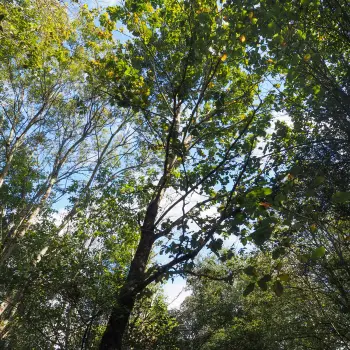 Quercus petraea subsp. petraea
