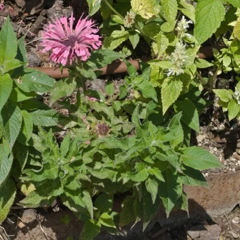 Monarda didyma