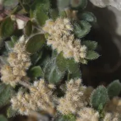 Herniaria latifolia (2 de 2)