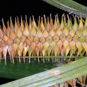 Carex pseudocyperus (3 de 5)