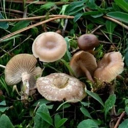 Clitocybe amarescens
