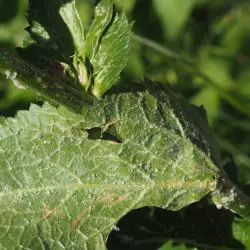 Verbascum boerhavii (2 de 2)