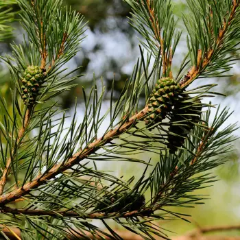 Pinus sylvestris 'Norske Tip' (3 de 4)