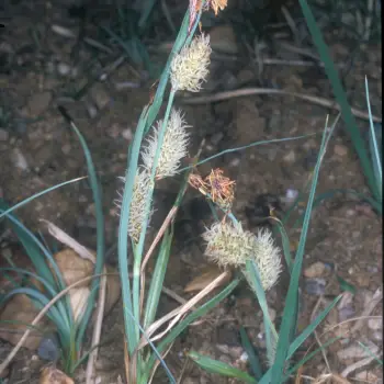 Carex flacca morfotipo erytrhostachys (3 de 3)