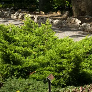 Juniperus ×media