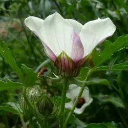 Hibiscus trionum (2 de 3)