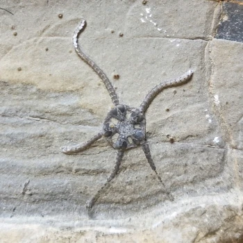 Arenorbis santameraensis