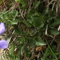 Viola cornuta (1 de 2)