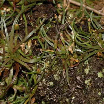 Littorella uniflora (4 de 6)