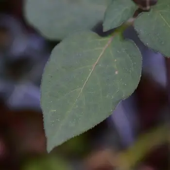 Solanum nigrum (4 de 4)