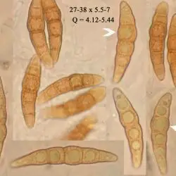 Montagnula rhodophaea (2 de 3)