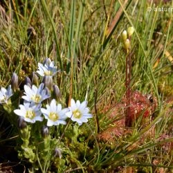 Gentiana boryi (1 de 2)